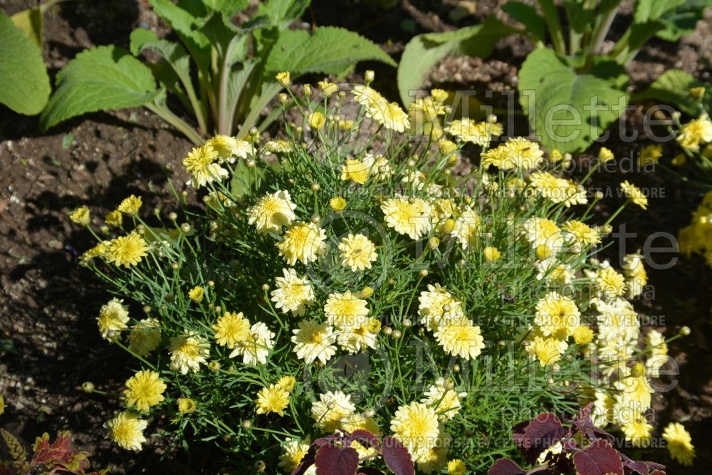 Argyranthemum Angelic Maize (Paris daisy) 2 