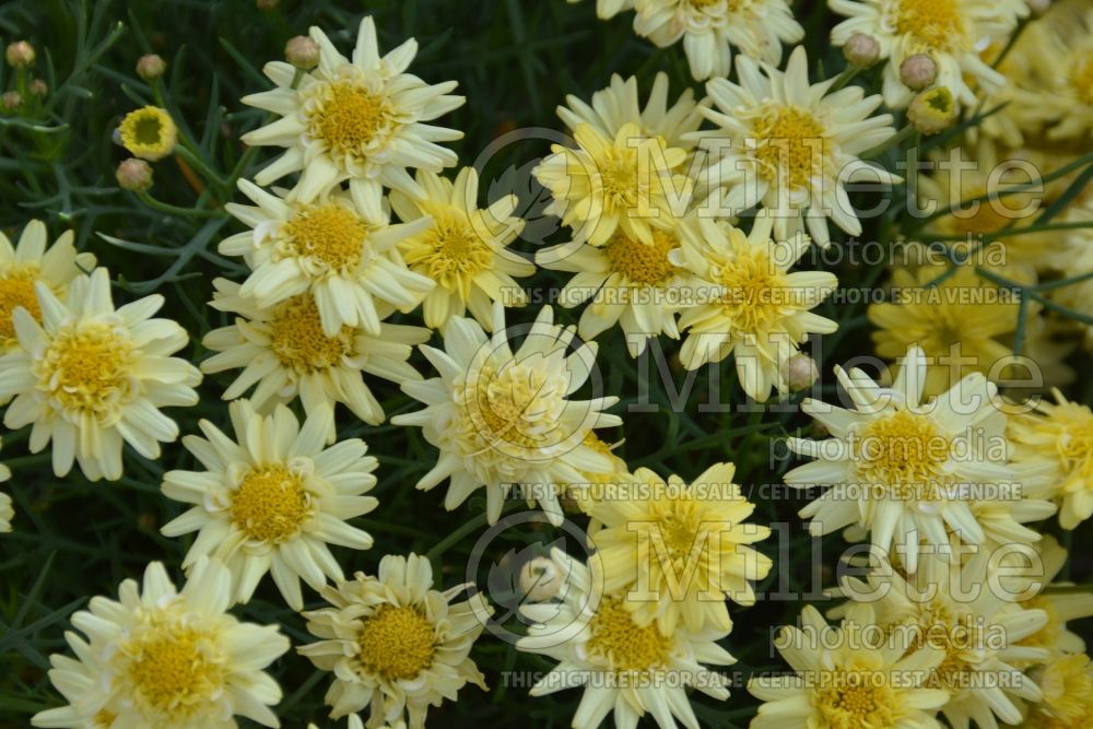 Argyranthemum Angelic Maize (Paris daisy) 1 