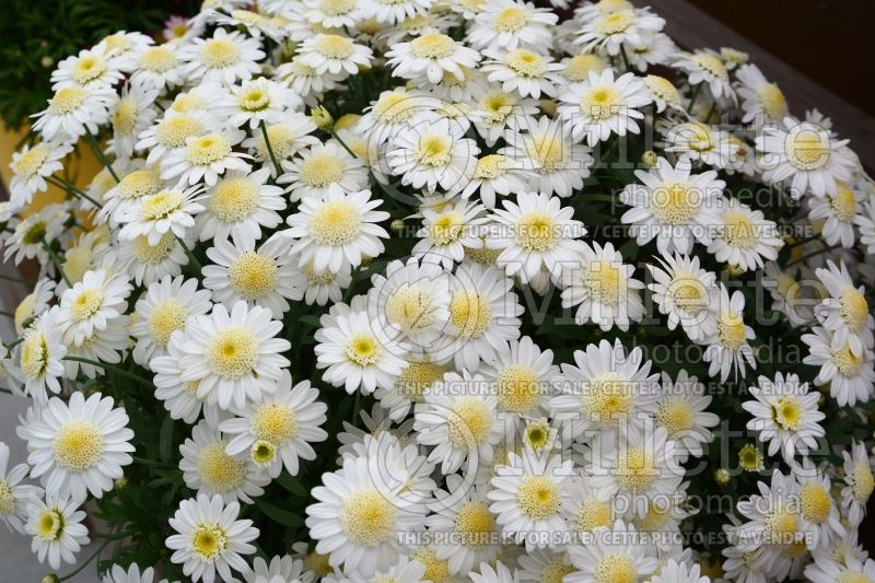 Argyranthemum Angelic Snow (Paris daisy) 1 