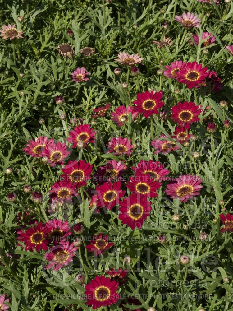 Argyranthemum Grandessa Red (Paris daisy) 2 