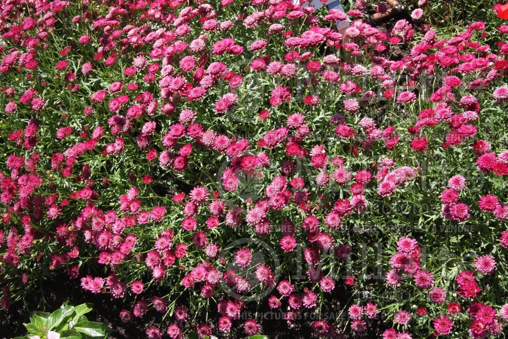 Argyranthemum Madeira Crested Merlot (Paris daisy) 1 