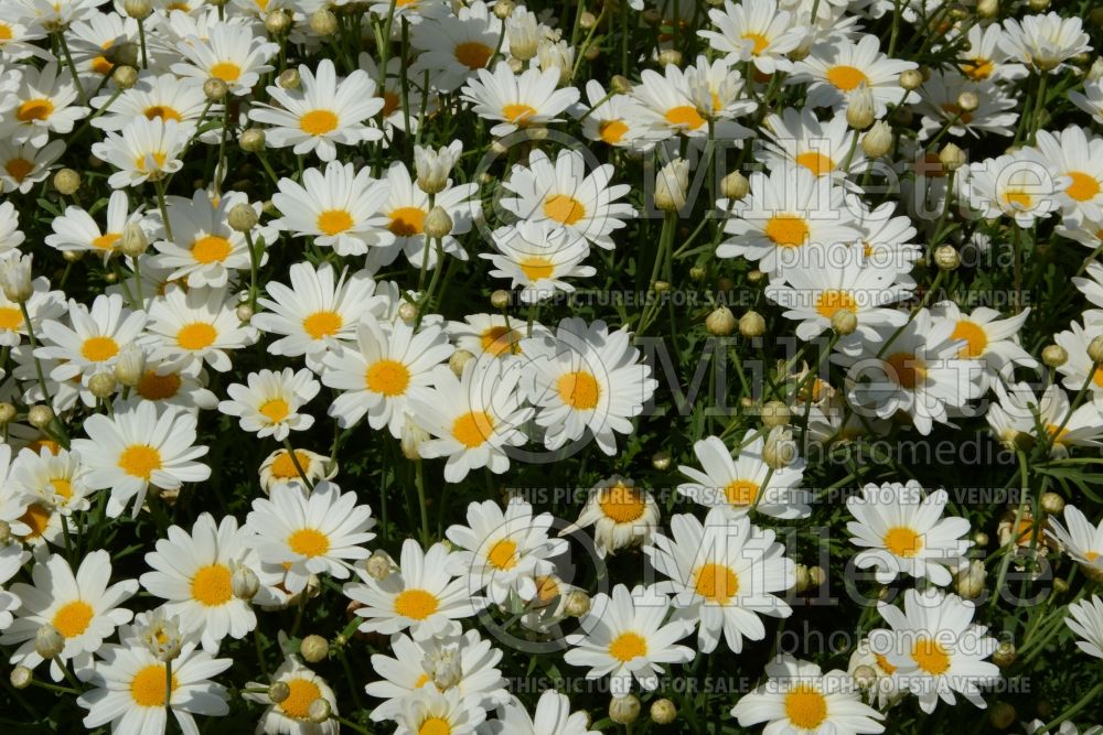 Argyranthemum Pure White Butterfly (Paris daisy, marguerite daisy) 1 