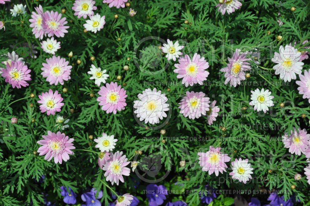 Argyranthemum Supacrest or Galaxy Orchid (Paris daisy) 1 