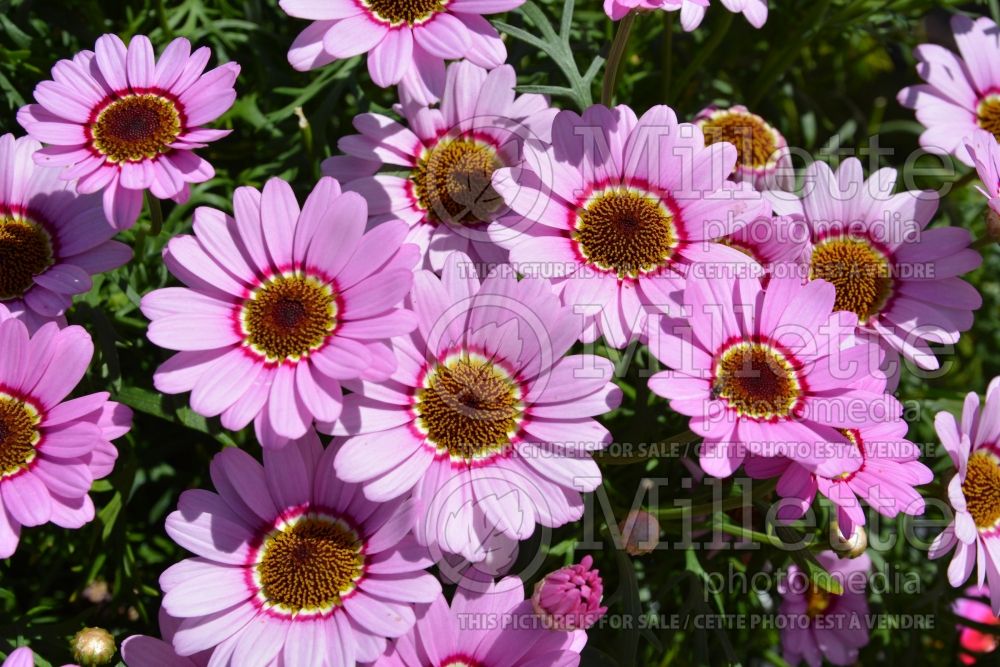 Argyranthemum Grandessa Pink Halo (Paris daisy) 1 