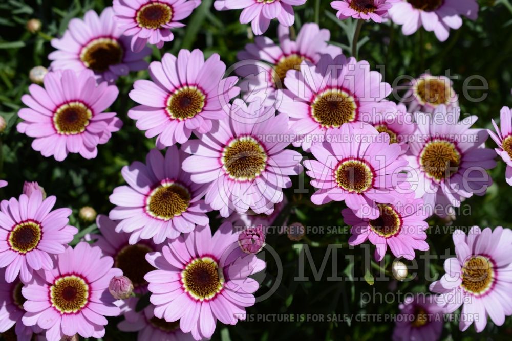 Argyranthemum Grandessa Pink Halo (Paris daisy) 2 