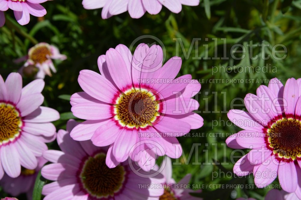 Argyranthemum Grandessa Pink Halo (Paris daisy) 3 