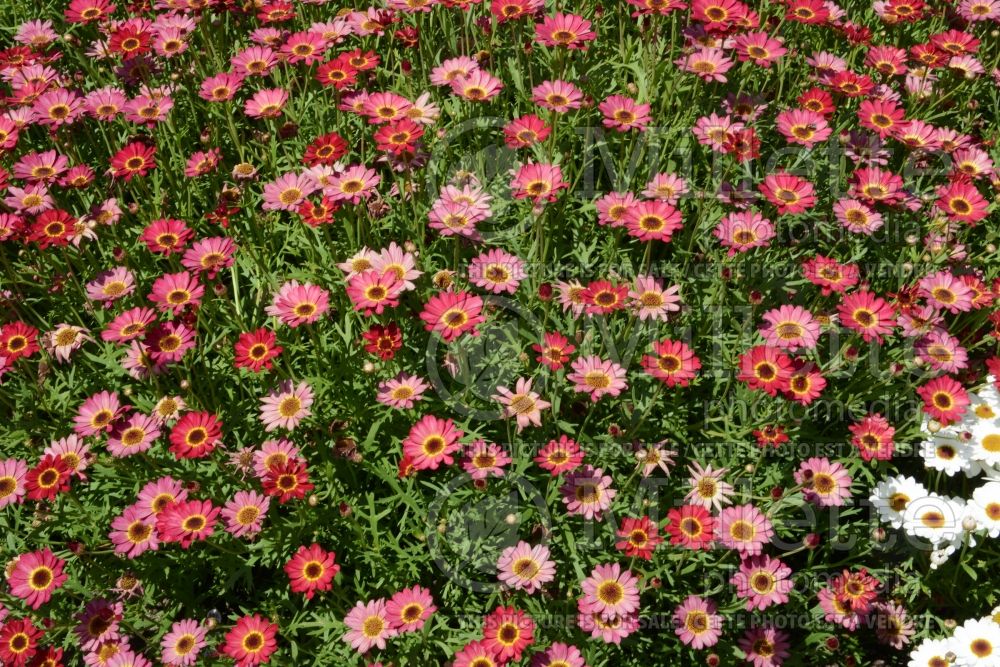 Argyranthemum Grandessa Red (Paris daisy) 1 