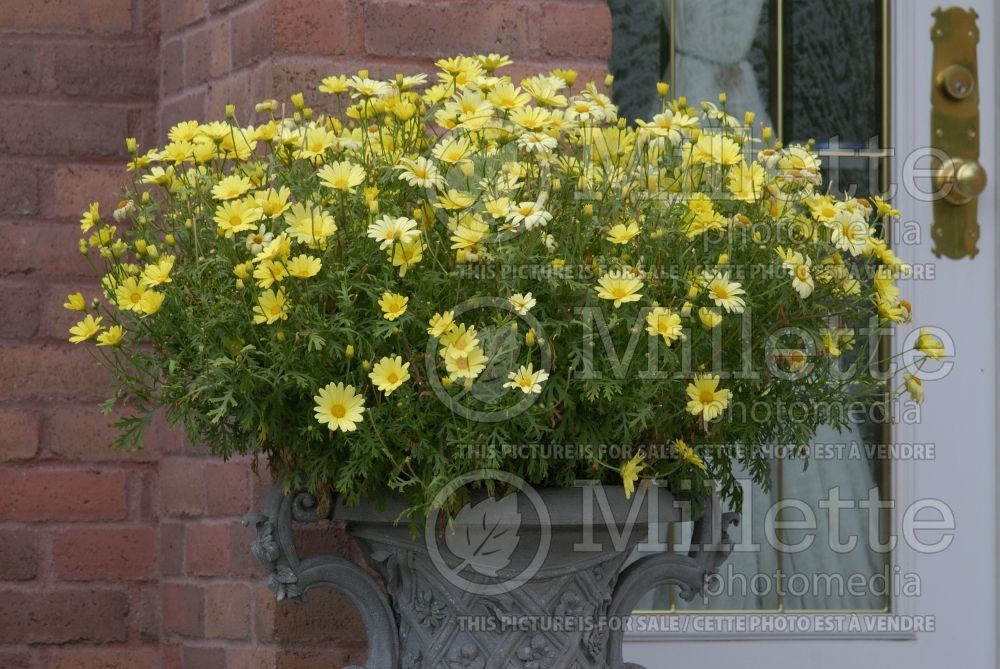 Flower pot full of yellow daisies (Ambiance) 19 