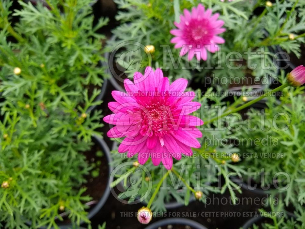 Argyranthemum Madeira Crested Hot Pink (Paris daisy, marguerite daisy) 1 