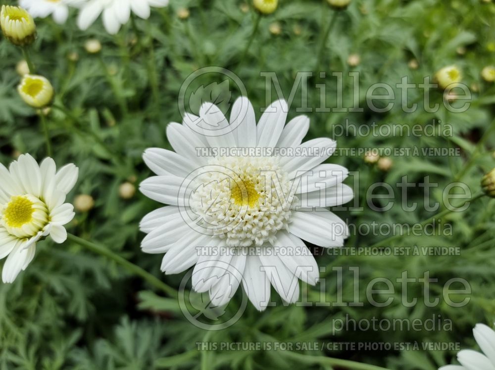 Argyranthemum Madeira Crested White (Paris daisy, marguerite daisy) 1 