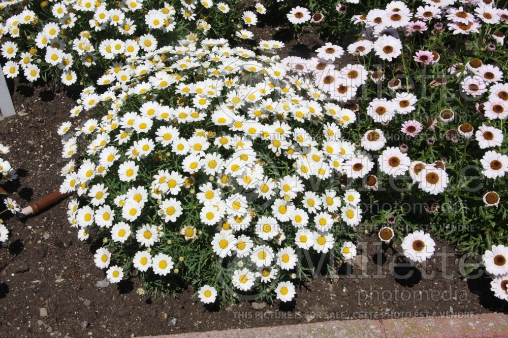 Argyranthemum Mars (Daisy)  1