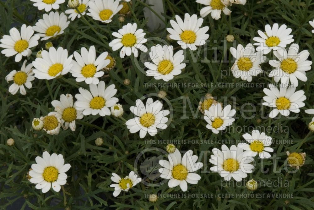 Argyranthemum Mars (Daisy)  2