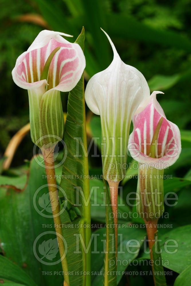 Arisaema candidissimum (Jack-in-the-Pulpit) 1 