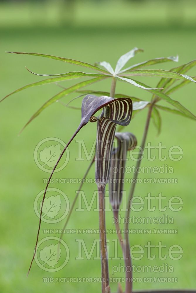 Arisaema ciliatum (Jack-in-the-Pulpit) 1