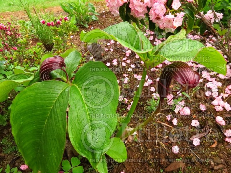 Arisaema costatum (Jack-in-the-Pulpit) 1