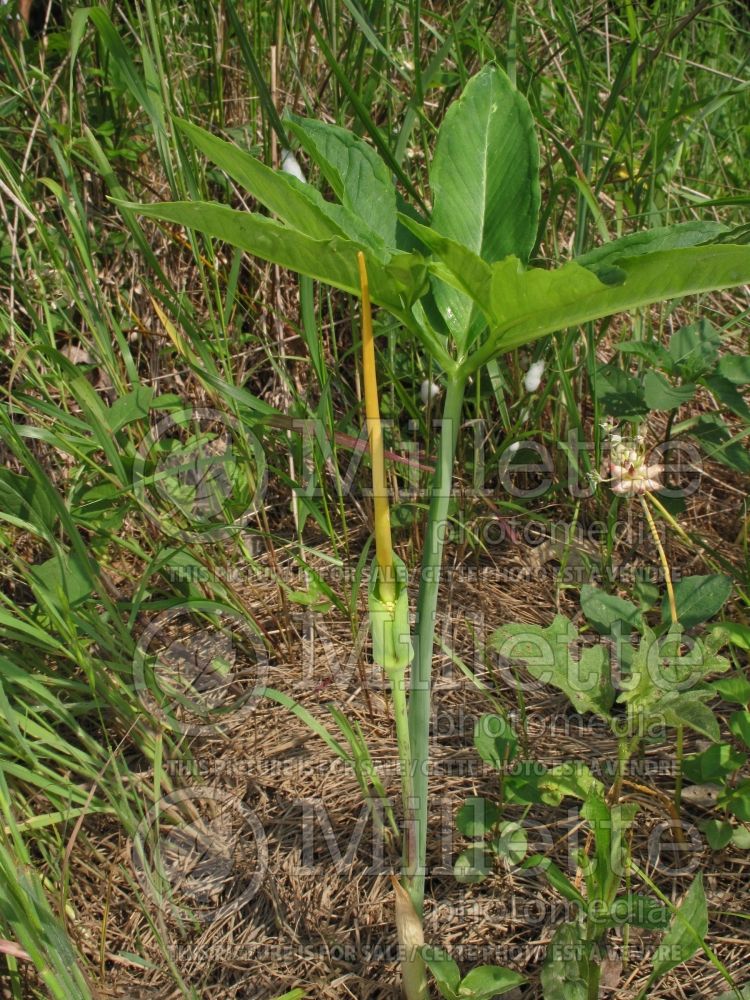 Arisaema dracontium (dragon-root or green dragon) 1