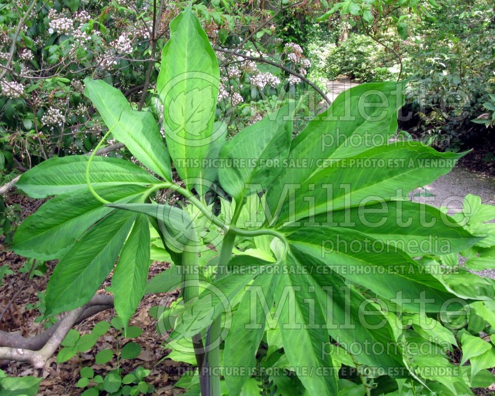 Arisaema dracontium (dragon-root or green dragon) 2