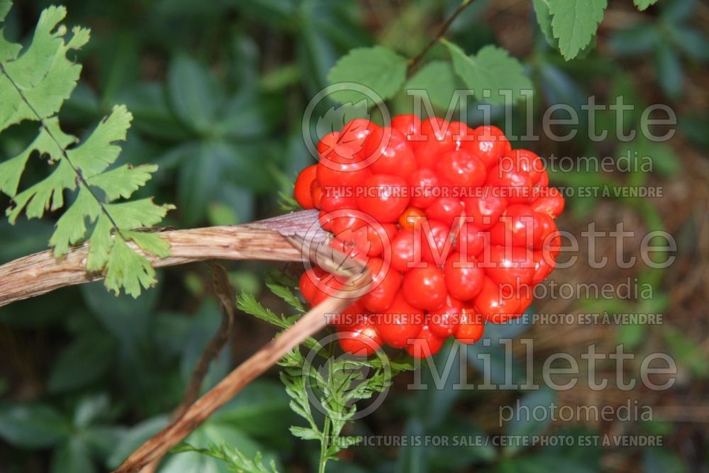 Arisaema triphyllum (Jack-in-the-Pulpit) 6