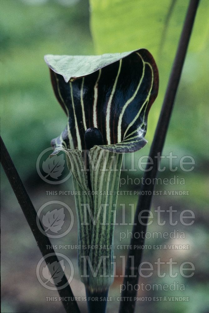 Arisaema triphyllum (Jack-in-the-Pulpit) 7