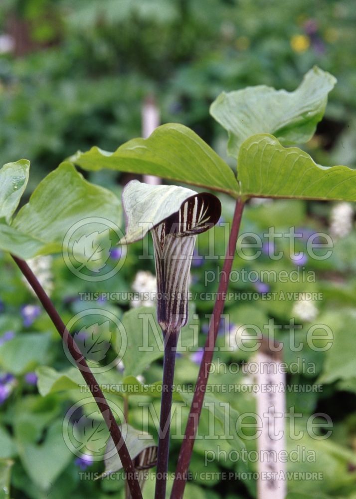 Arisaema triphyllum (Jack-in-the-Pulpit) 4