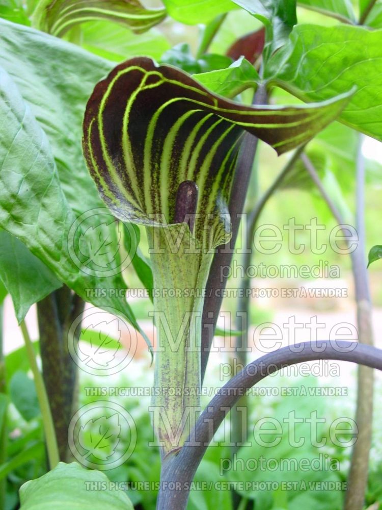 Arisaema triphyllum (Jack-in-the-Pulpit) 5 