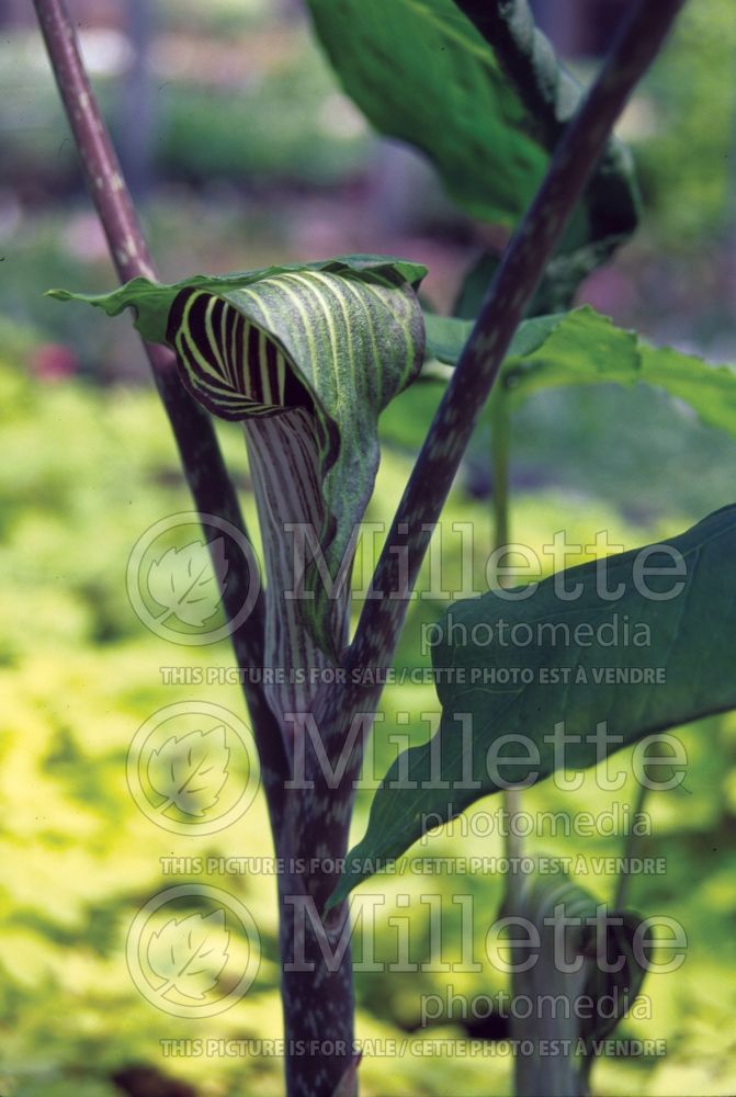 Arisaema triphyllum (Jack-in-the-Pulpit) 1