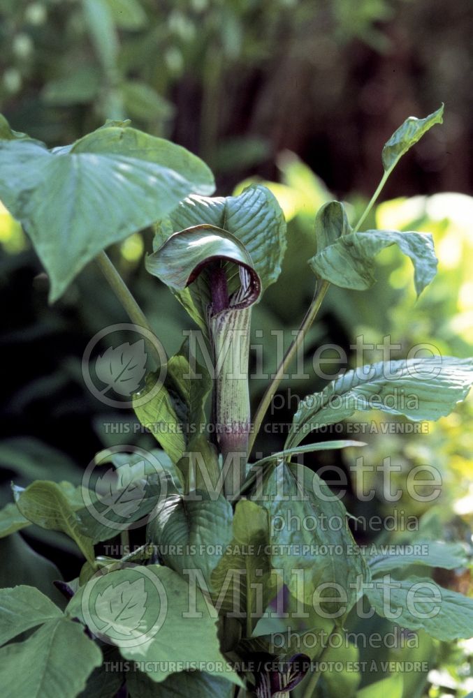 Arisaema triphyllum (Jack-in-the-Pulpit) 2