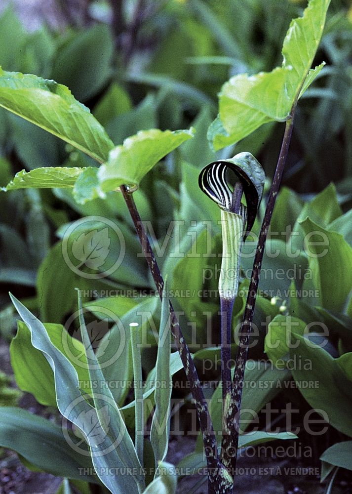 Arisaema triphyllum (Jack-in-the-Pulpit) 8