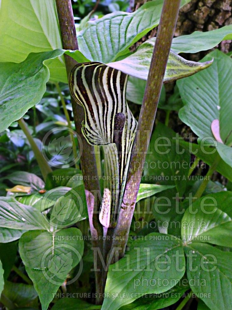 Arisaema triphyllum (Jack-in-the-Pulpit) 11