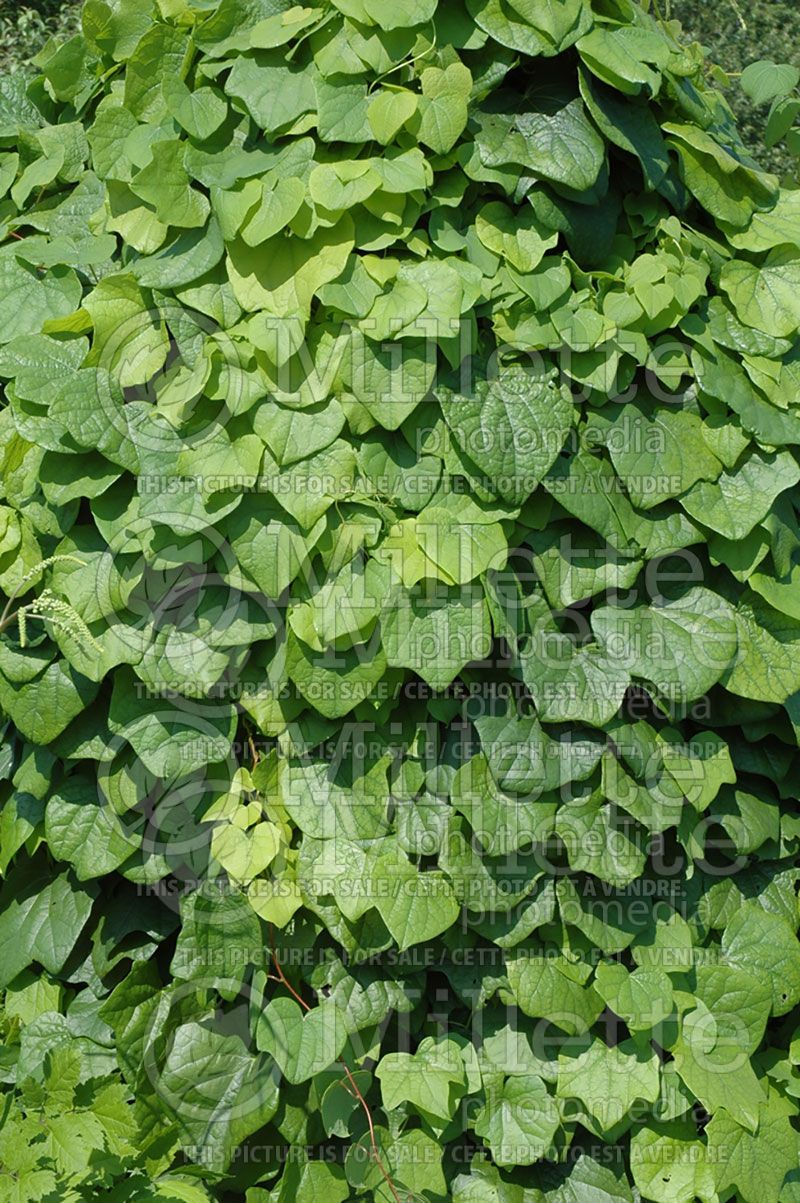 Aristolochia macrophylla or durior (Dutchman's Pipe) 1