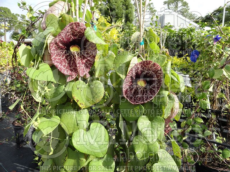 Aristolochia macrophylla or durior (Dutchman's Pipe) 2