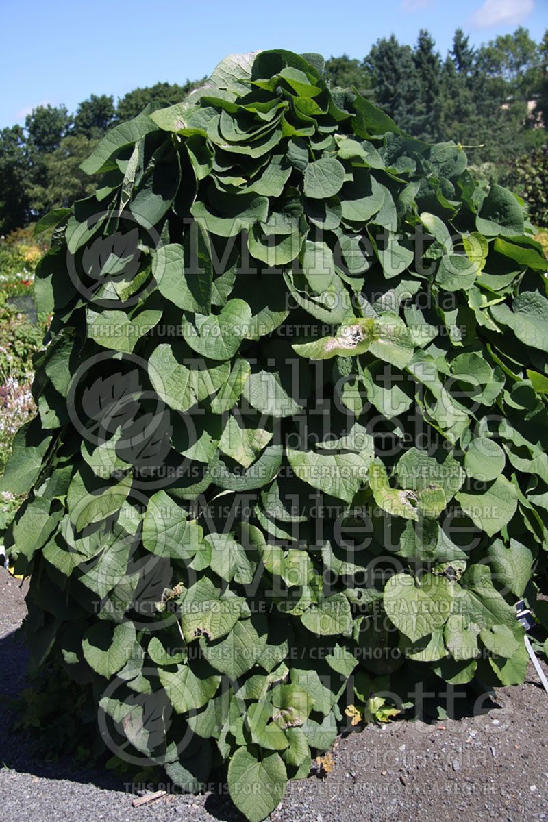 Aristolochia macrophylla or durior (Dutchman's Pipe) 3