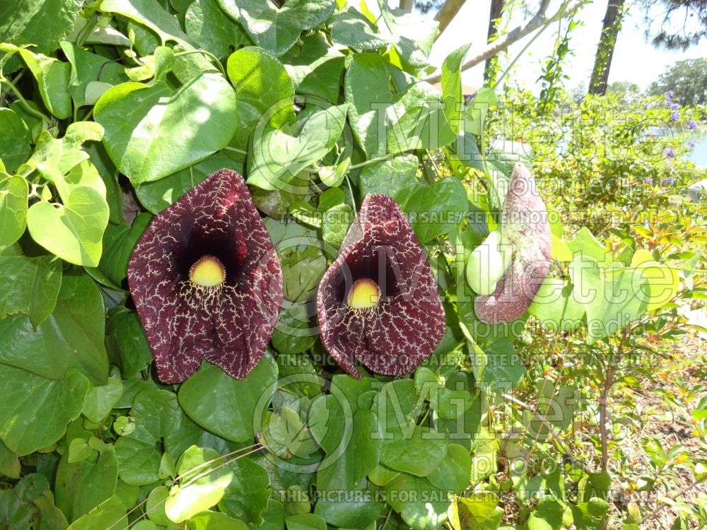 Aristolochia macrophylla or durior (Dutchman's Pipe) 5