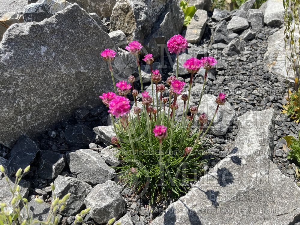 Armeria Bloodstone (Sea Thrift) 6