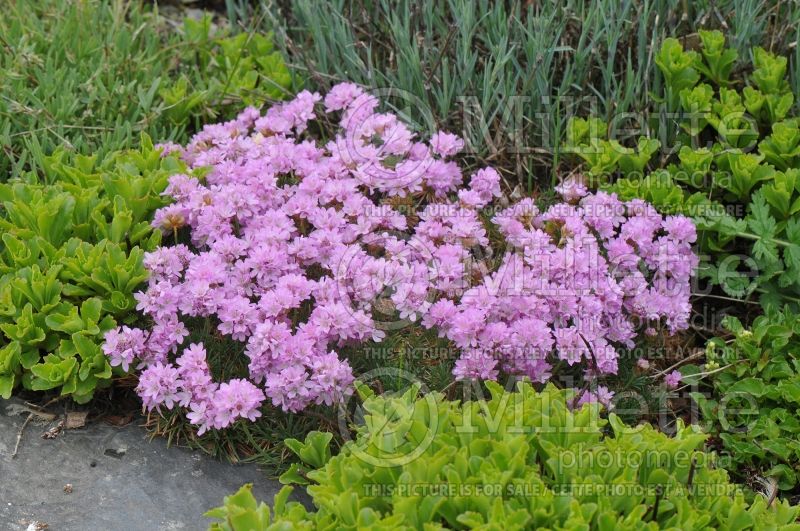 Armeria caespitosa (Sea Thrift) 1