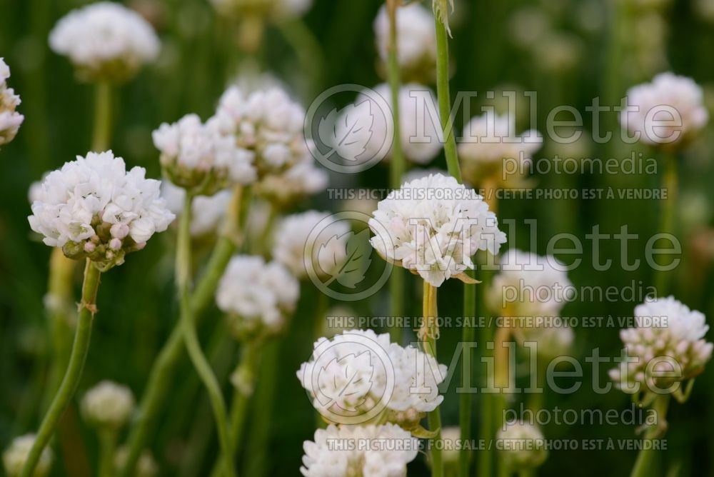 Armeria Amanda White (Sea Thrift) 1