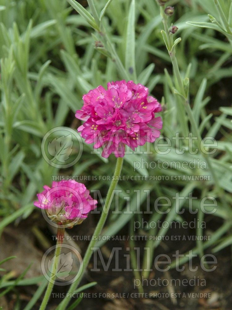 Armeria Bloodstone (Sea Thrift) 3