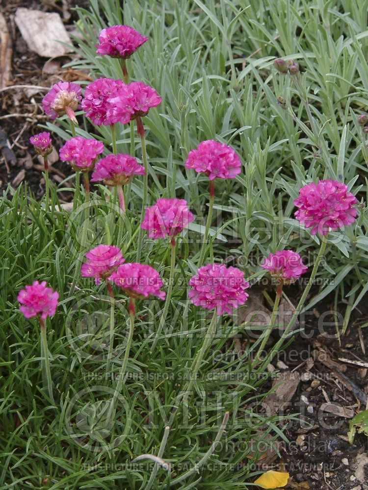 Armeria Bloodstone (Sea Thrift) 1