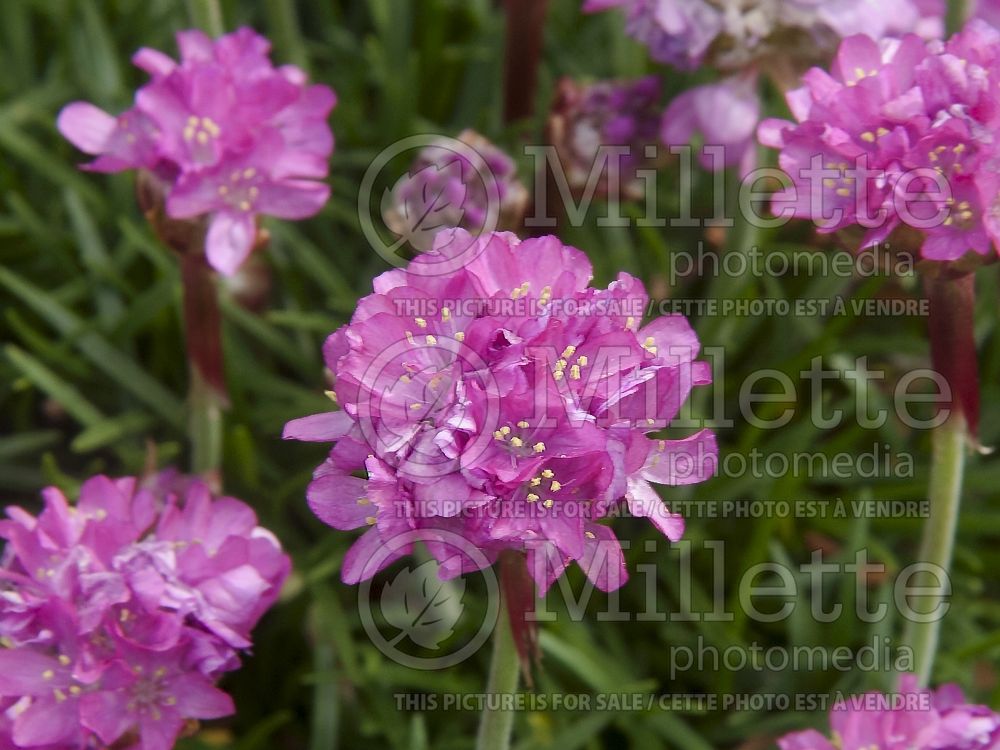 Armeria Bloodstone (Sea Thrift) 2