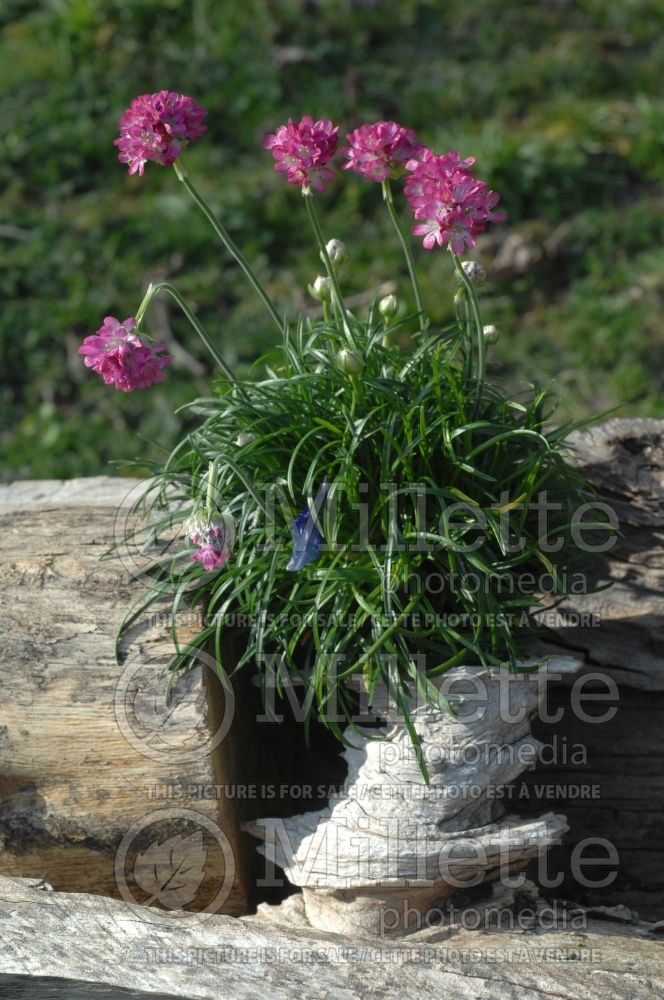 Armeria maritima (Sea Thrift) 2