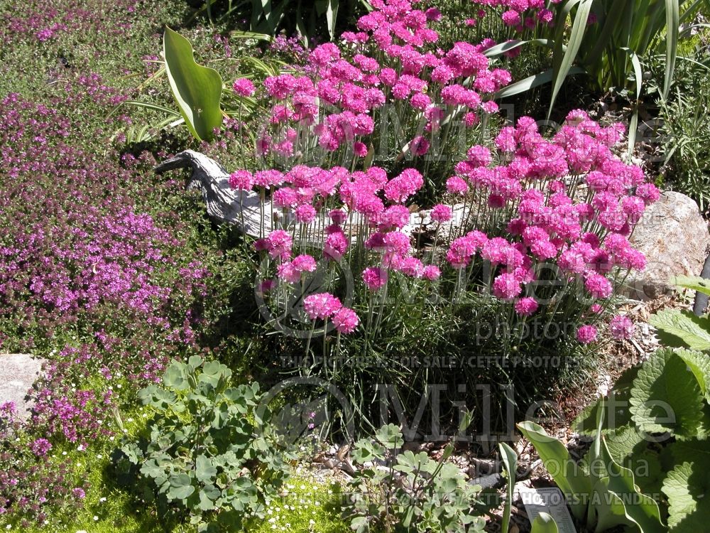 Armeria maritima (Sea Thrift) 1