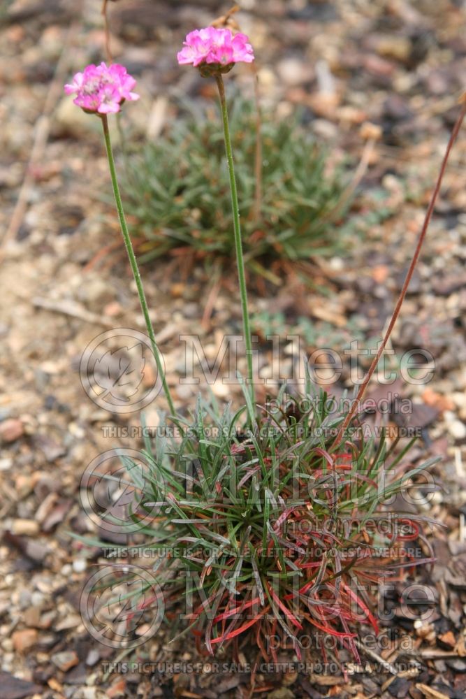 Armeria Rubrifolia (Sea Thrift) 6 