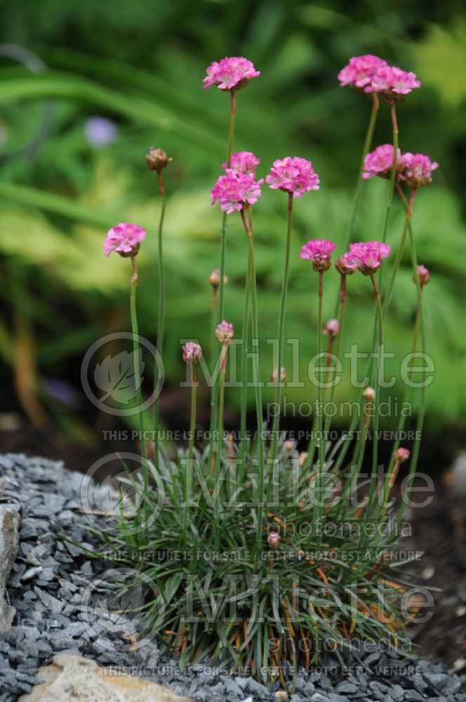 Armeria Rubrifolia (Sea Thrift) 1 