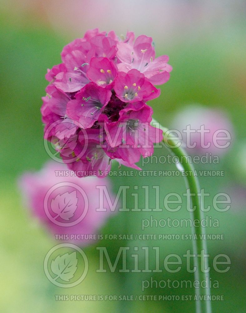 Armeria Splendens (Sea Thrift) 1 