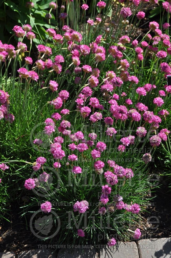 Armeria Splendens (Sea Thrift) 2 