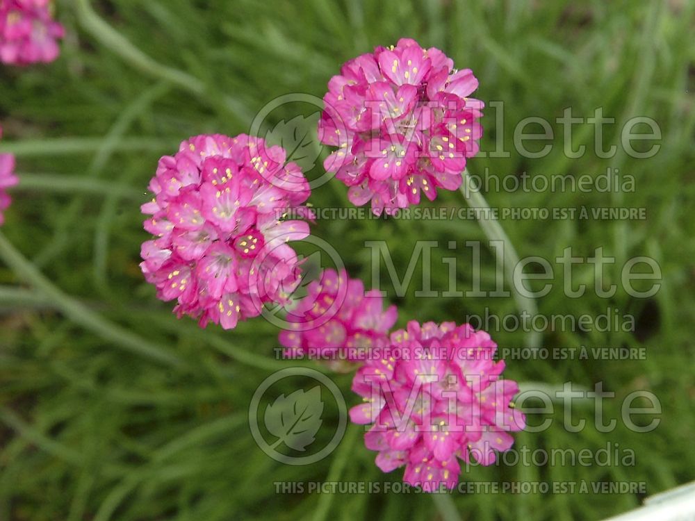 Armeria Laucheana (Sea Thrift) 1