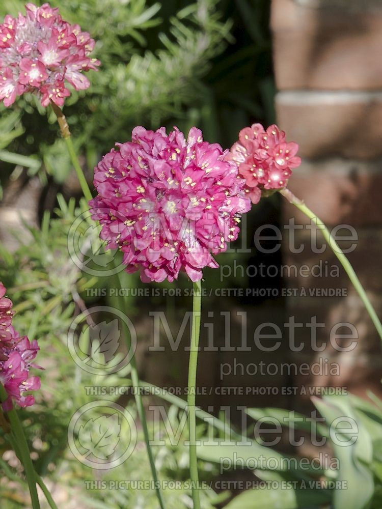 Armeria Joystick Red (Sea Thrift) 2