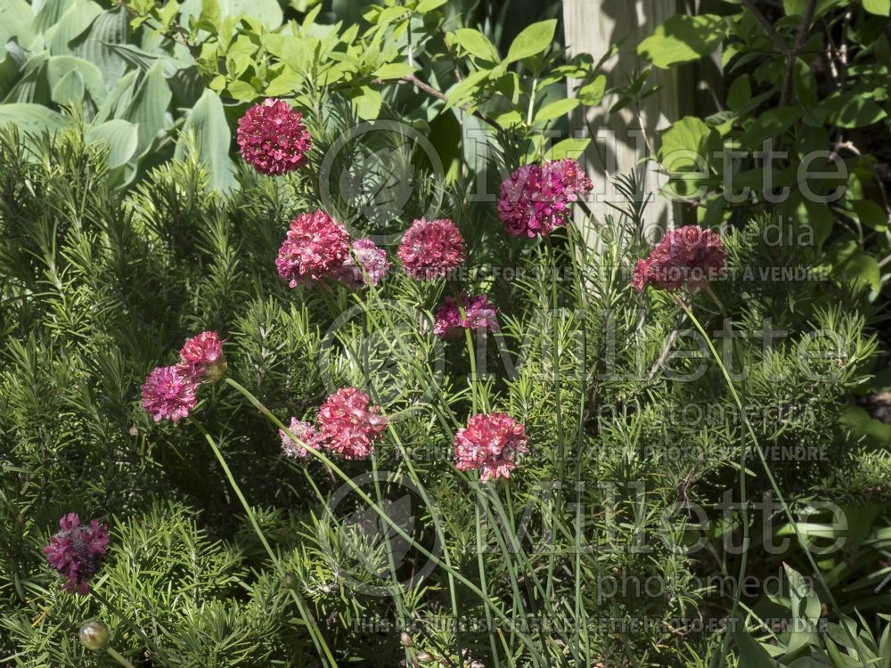 Armeria Joystick Red (Sea Thrift) 1