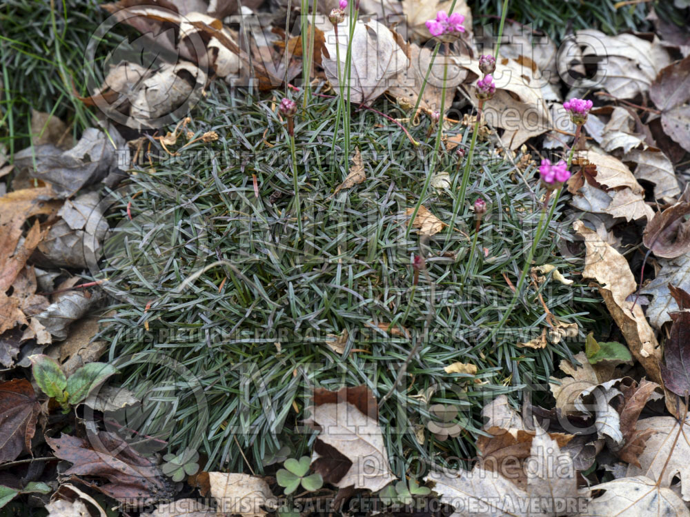 Armeria Rubrifolia (Sea Thrift) 5 