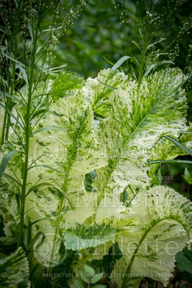 Armoracia Variegata (Horseradish herb) 1